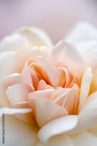 rose petals of white roses