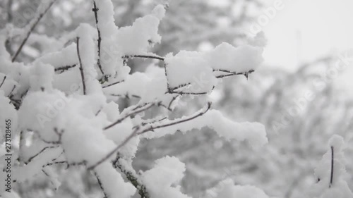 Snow day in the woods on a winters day photo