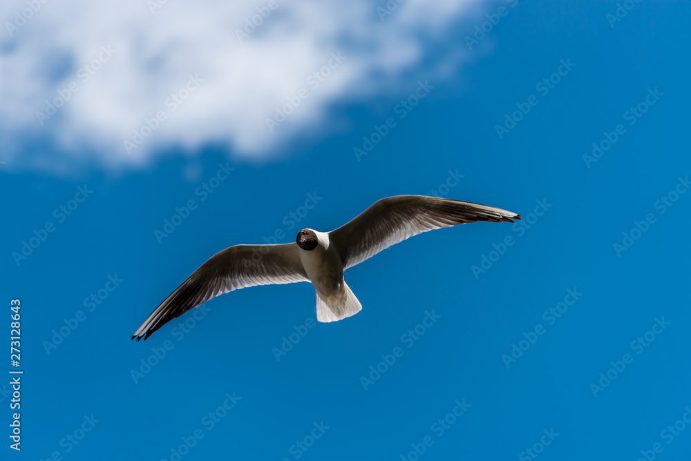 Black Headed Seagull Flying Near the Baltic Sea Black Headed Seagull Flying Near the Baltic Sea