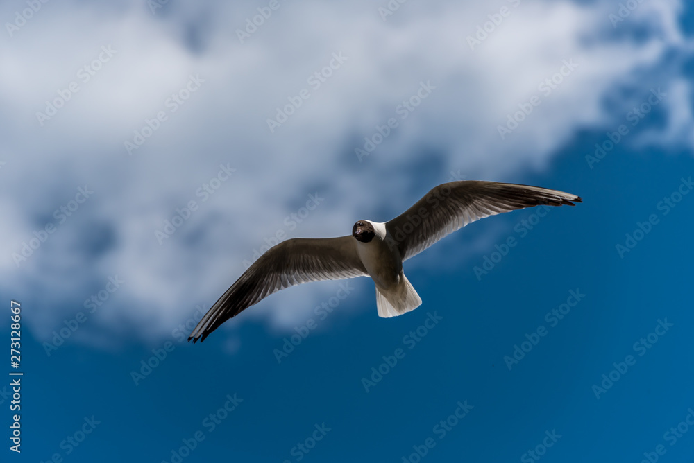 Obraz premium Black Headed Seagull Flying Near the Baltic Sea