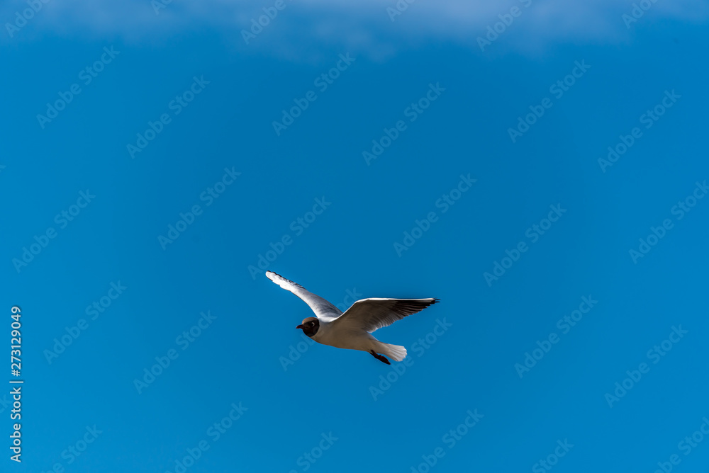 Fototapeta premium Black Headed Seagull Flying Near the Baltic Sea