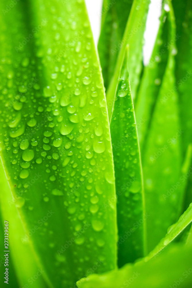 Naklejka premium green leaf with water drops