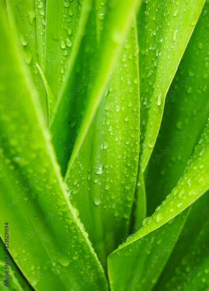 green leaf with water drops green leaf with water drops