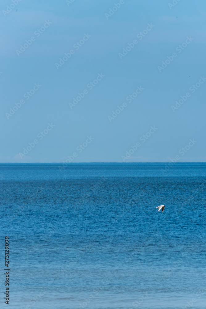 Black Headed Seagull Flying Near the Baltic Sea