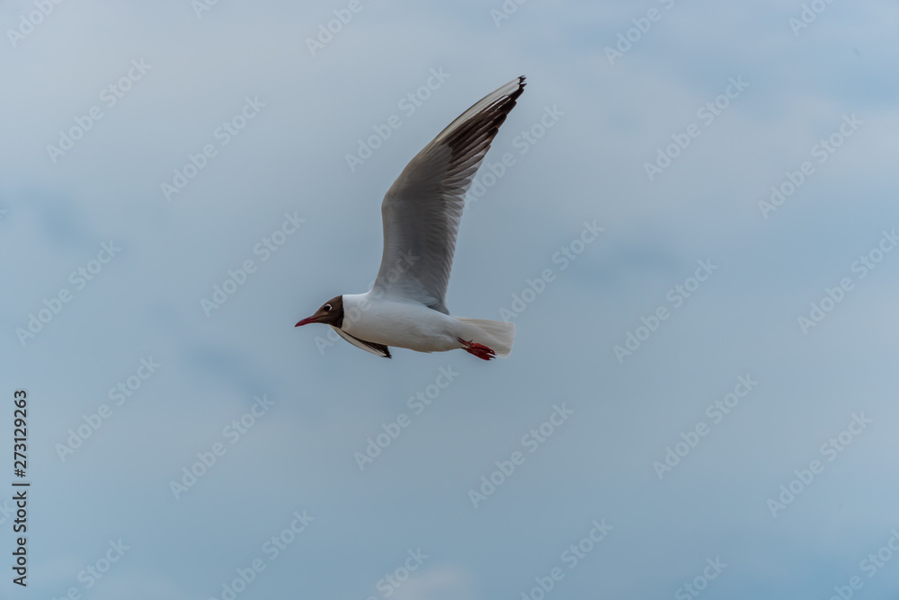 Black Headed Seagull Flying Near the Baltic Sea Black Headed Seagull Flying Near the Baltic Sea