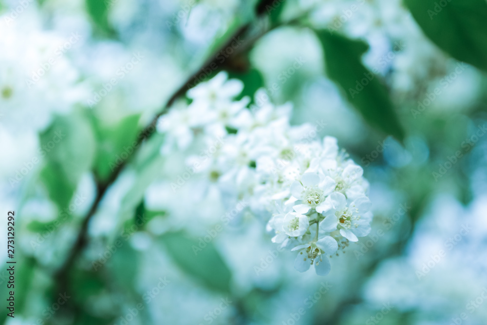 Dreamy beautiful background with white blossom flowers.Blurred gentle sky-blue background. Floral nature background, free space for text.Cherry blossoms.Nature abstract background. Dreamy beautiful background with white blossom flowers.Blurred gentle sky-blue background. Floral nature background, free space for text.Cherry blossoms.Nature abstract background.