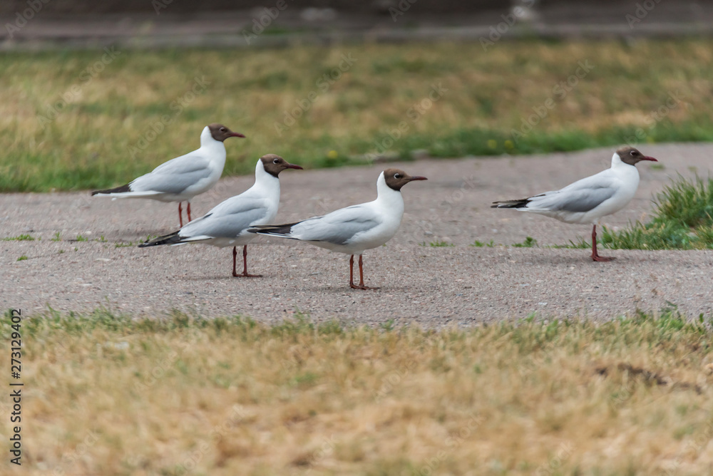 Fototapeta premium Group of Black Headed Seagulls on a Sidewalk Looking in the Same Direction