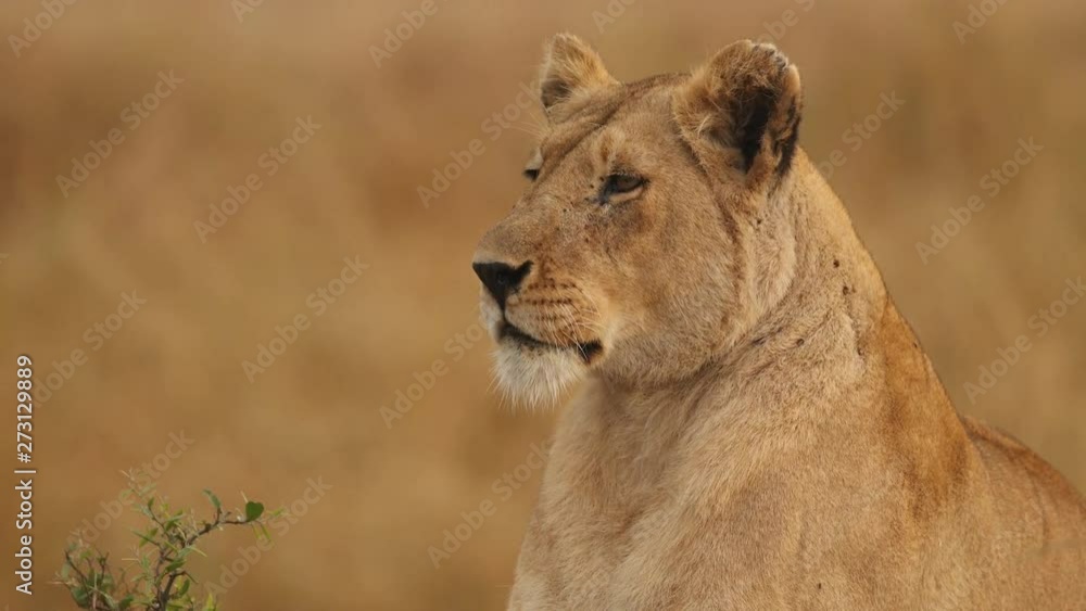 A lion (Panthera leo) on the Maasai Mara National Reserve safari in southwestern Kenya. A lion (Panthera leo) on the Maasai Mara National Reserve safari in southwestern Kenya.