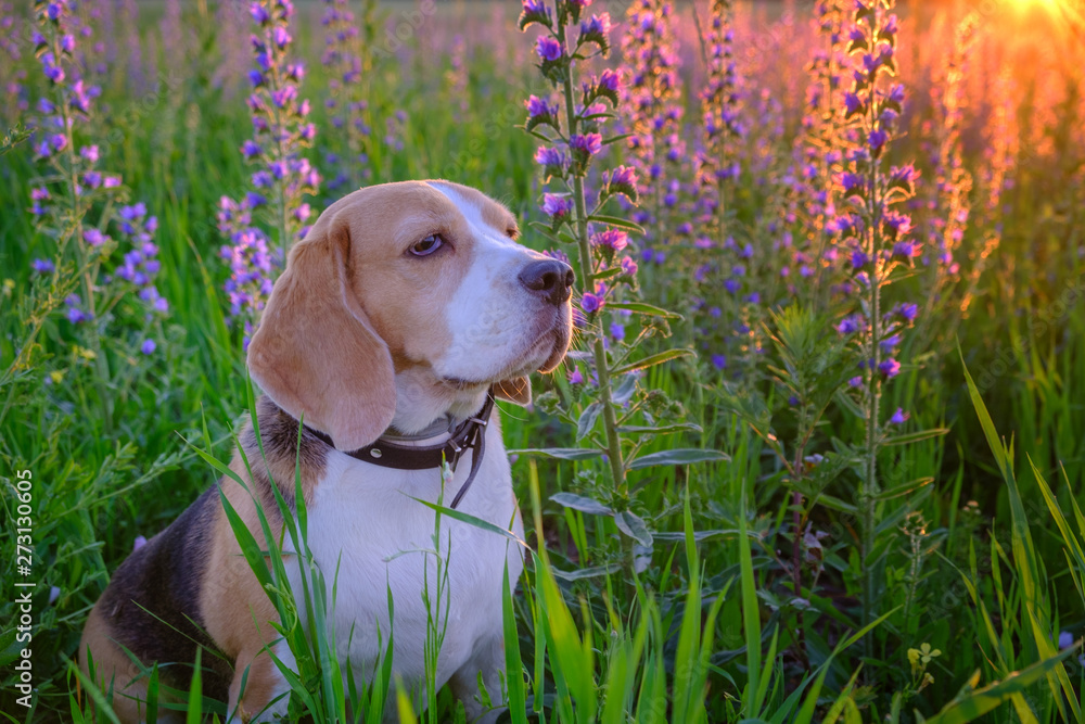 Dog portrait Beagle on a summer walk at sunset