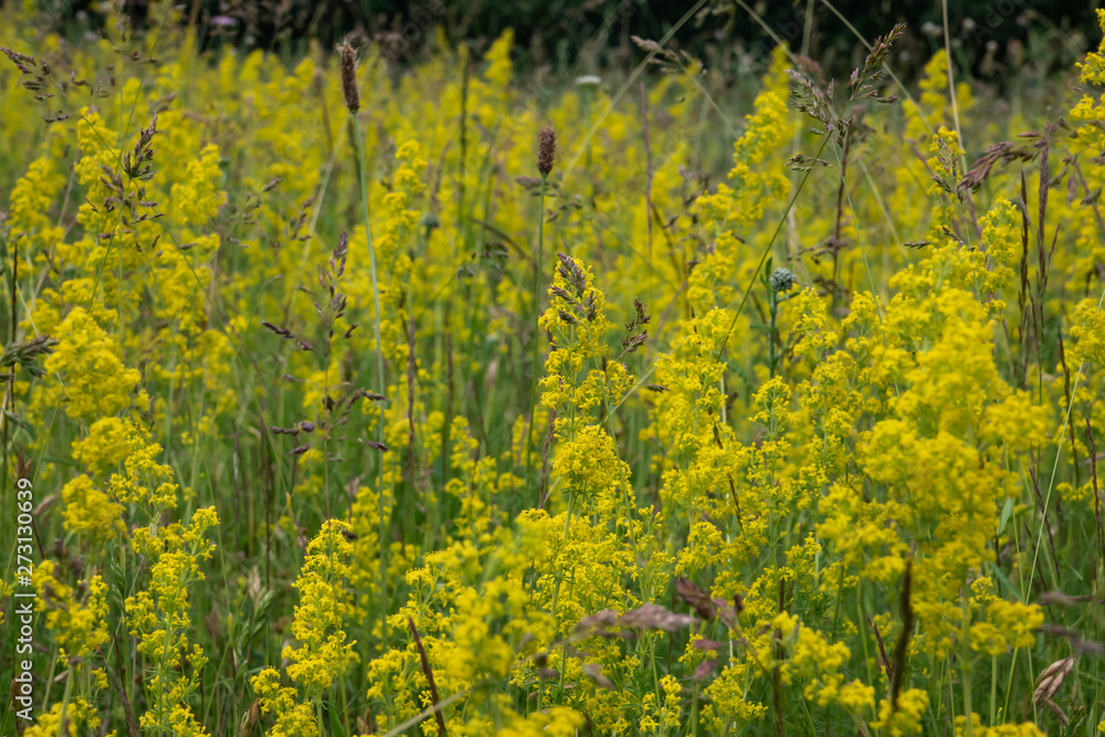 Meadow of Lady's Bedstraw Flowers in Bloom in Springtime Meadow of Lady's Bedstraw Flowers in Bloom in Springtime