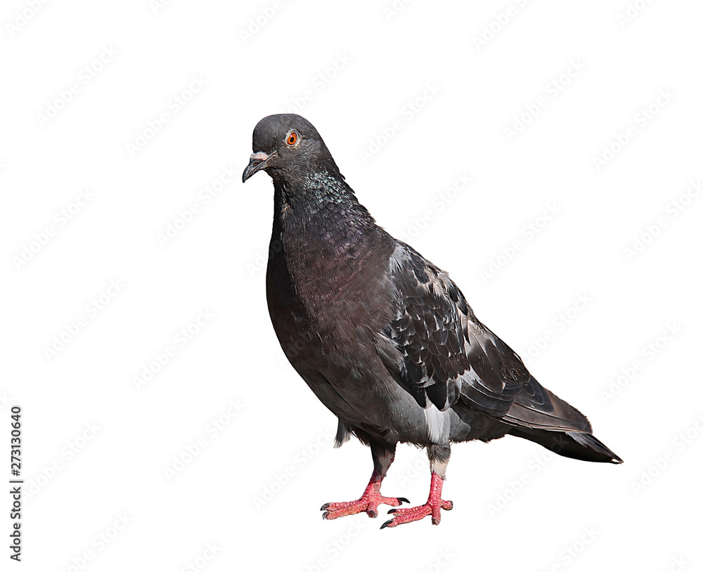 Obraz premium Gray dove isolated on white background