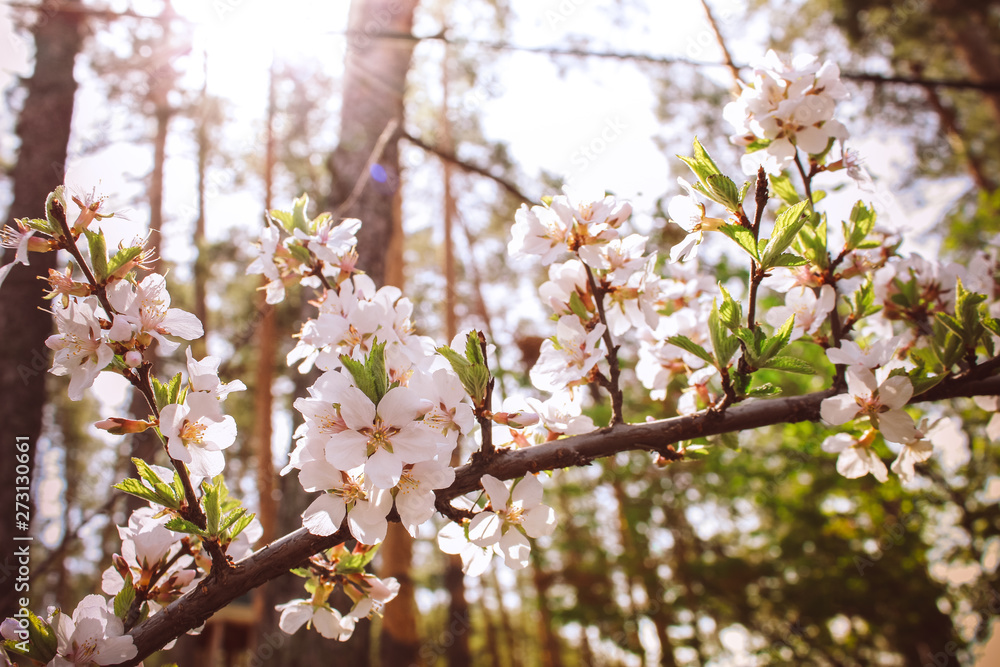 Fototapeta premium Blooming cherry tree. Beautiful nature scene with blooming tree with white flowers. Sunny spring day.Vintage flowers.space for text, selective focus 
