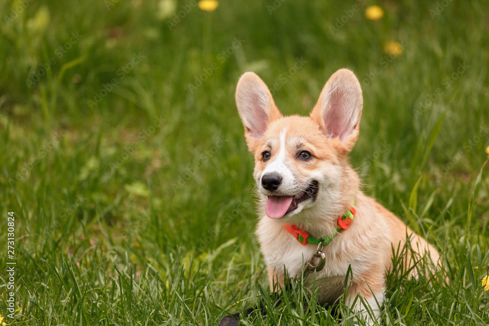 Corgi sitting on the grass close-up Corgi sitting on the grass close-up