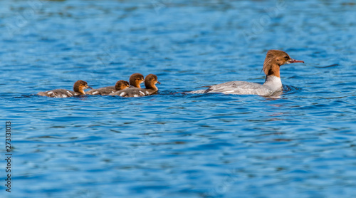 Female Goosander with Babies in a River in Latvia