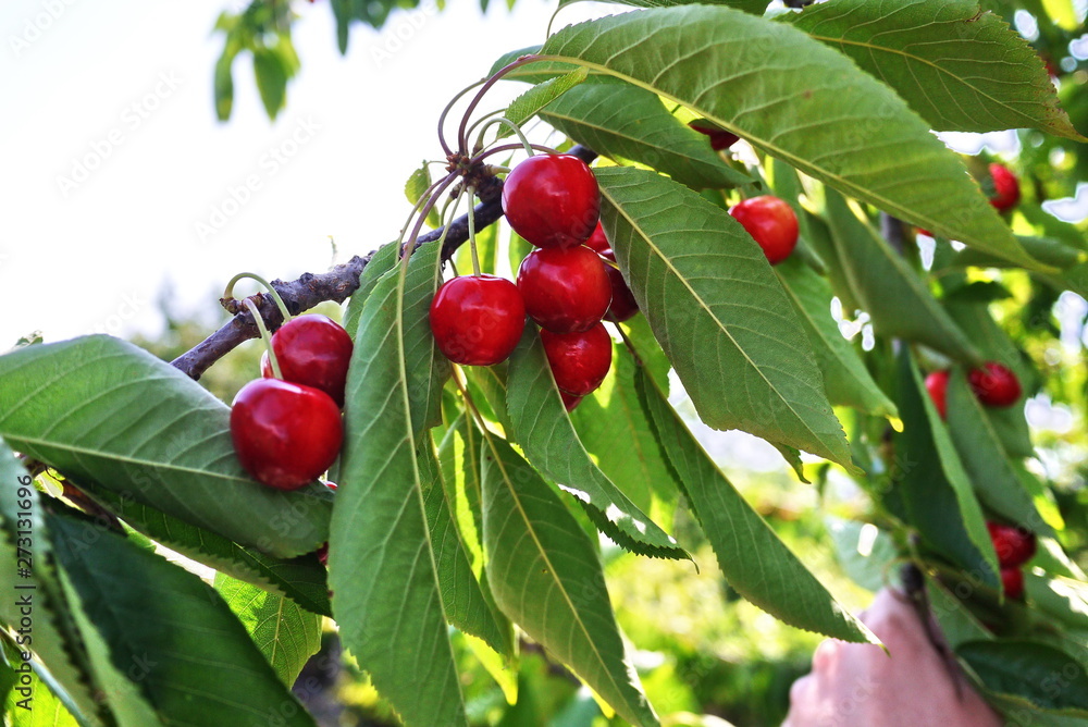 Cherry fruits are collected during the harvest.