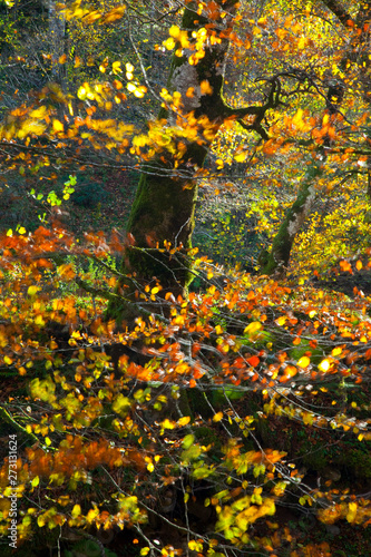 Hayedo, Bosque Atlántico en otoño en el Parque Natural Saja - Besaya, Cantabria, España