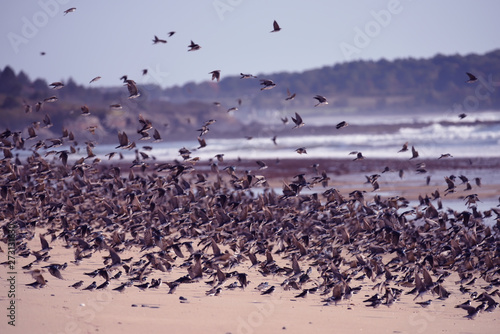 A huge flock of birds of swallows over the coast of the Atlantic Ocean. USA. Maine.