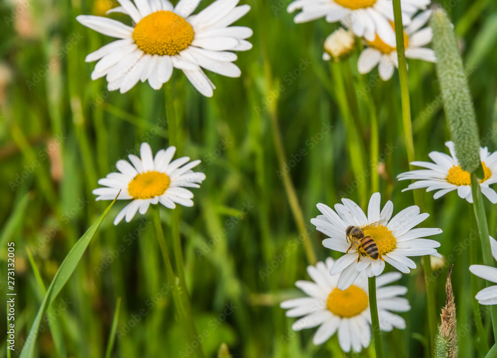 Fototapeta premium Wild Daisies Growing in a Meadow in Rural Latvia in Summer with a Bee
