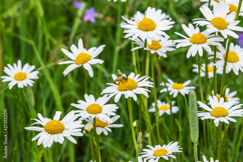 Wild Daisies Growing in a Meadow in Rural Latvia in Summer with a Bee © JonShore