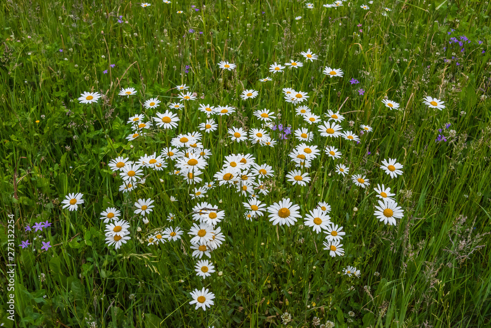 Wild Daisies Growing in a Meadow in Rural Latvia in Summer