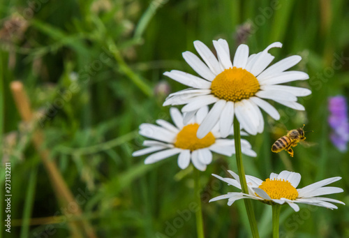 Wild Daisies Growing in a Meadow in Rural Latvia in Summer with a Bee