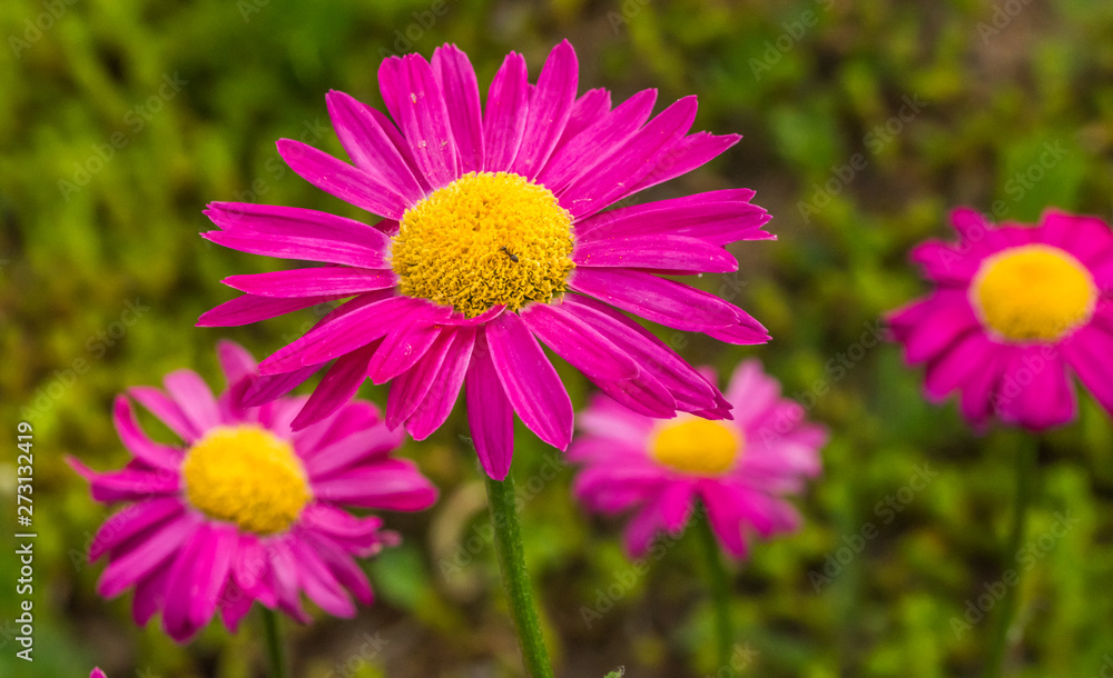 Pink and Yellow Daisies in a Garden Pink and Yellow Daisies in a Garden