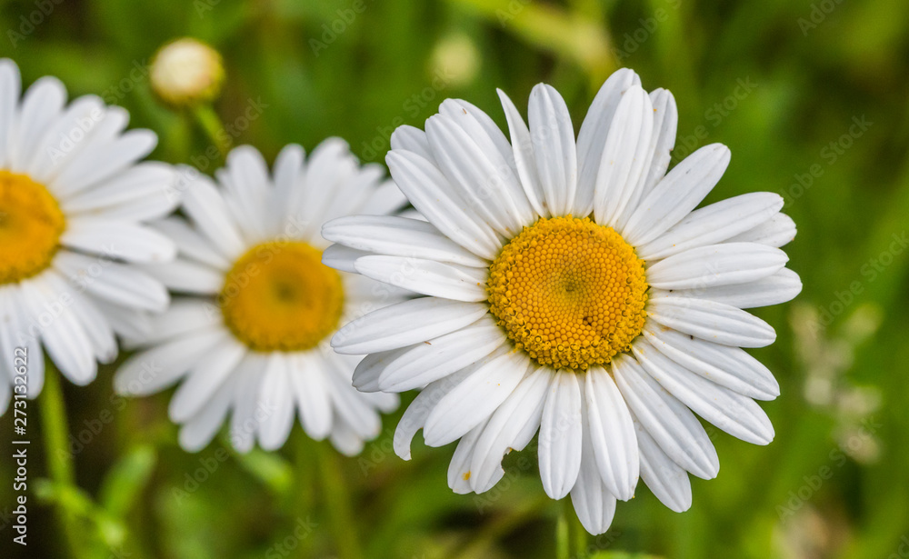 Wild Daisies Growing in a Meadow in Rural Latvia in Summer Wild Daisies Growing in a Meadow in Rural Latvia in Summer