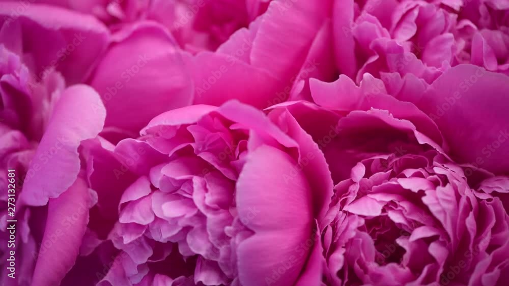 Beautiful pink peony bouquet background. Blooming peony flowers closeup. Rotation. 4K UHD video footage. 3840X2160 Beautiful pink peony bouquet background. Blooming peony flowers closeup. Rotation. 4K UHD video footage. 3840X2160