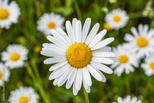 Wild Daisies Growing in a Meadow in Rural Latvia in Summer