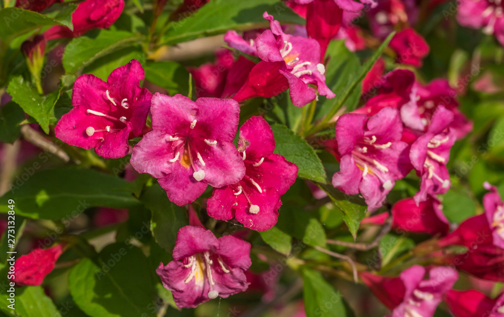 Bright Pink and Red Flowers on a Bush in Summer
