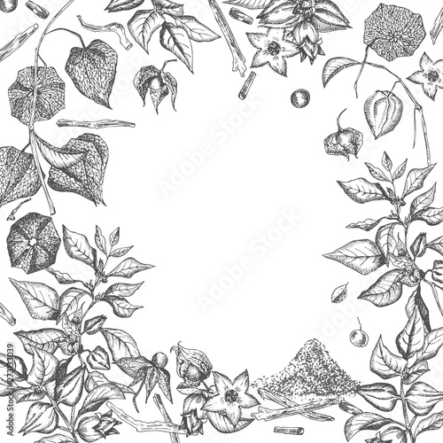 Ashwagandha hand drawn border frame pattern with berries, lives and branch in black color on white background. Retro vintage graphic design Botanical sketch drawing