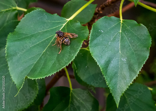 Closeup of a Bee on a Leaf