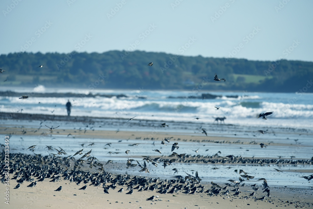 Fototapeta premium A huge flock of birds of swallows over the coast of the Atlantic Ocean. USA. Maine.