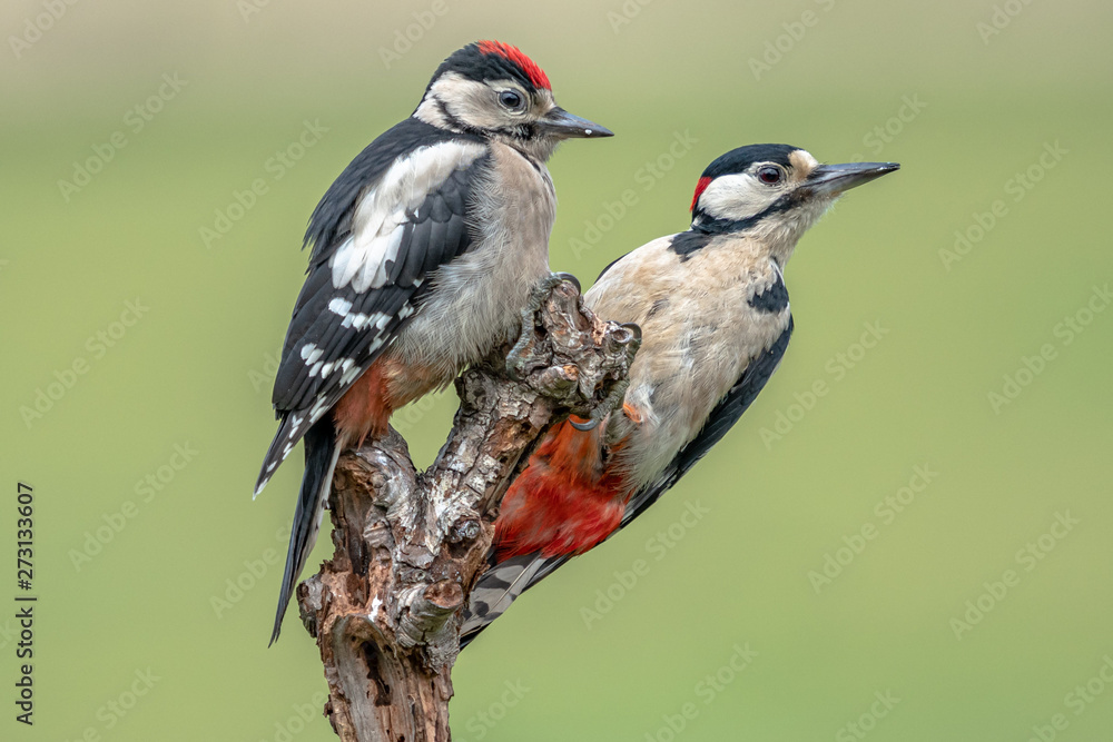 great spotted woodpeckers on branch great spotted woodpeckers on branch