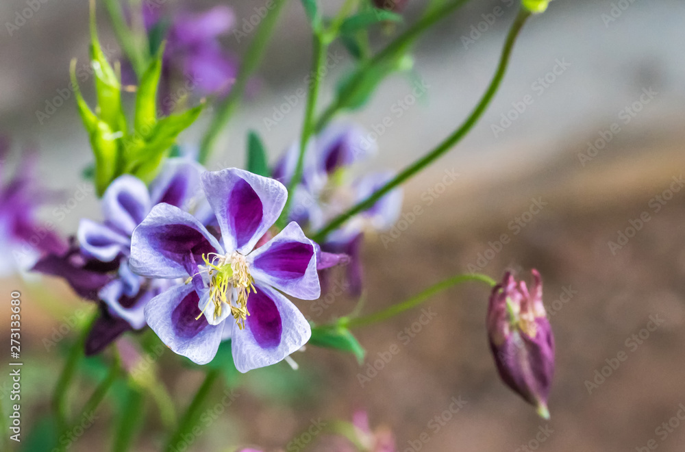 Purple and White Flowers in a Garden in Summer Purple and White Flowers in a Garden in Summer