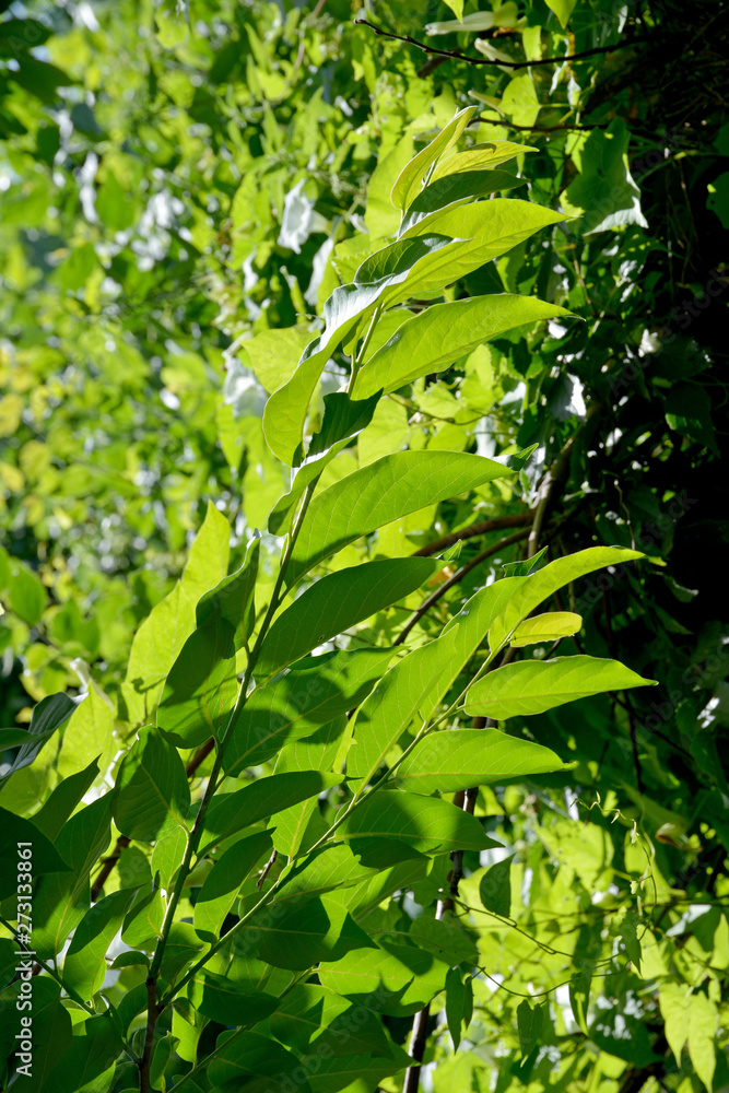 green leaves of tree in spring
