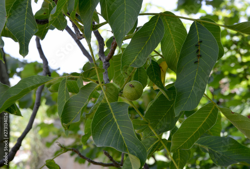 walnuts in walnut tree