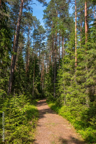 Forest Hiking Trail in a National Park in Latvia