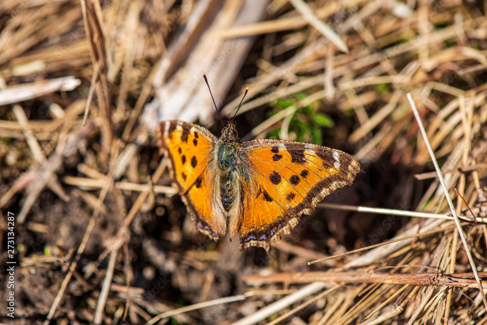 Obraz premium bright colorful butterfly in summer