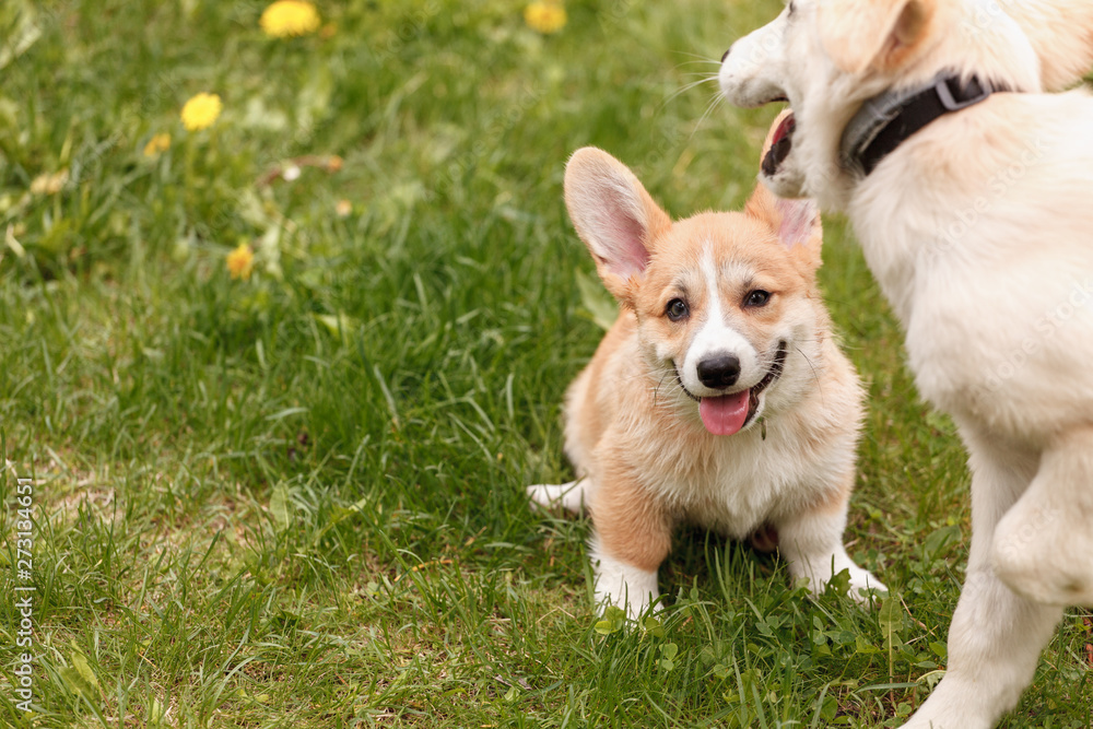 Retriever puppy and Corgi playing on the grass in the park Retriever puppy and Corgi playing on the grass in the park