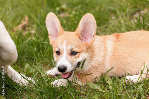 Retriever  and Corgi playing on the grass in the park photo