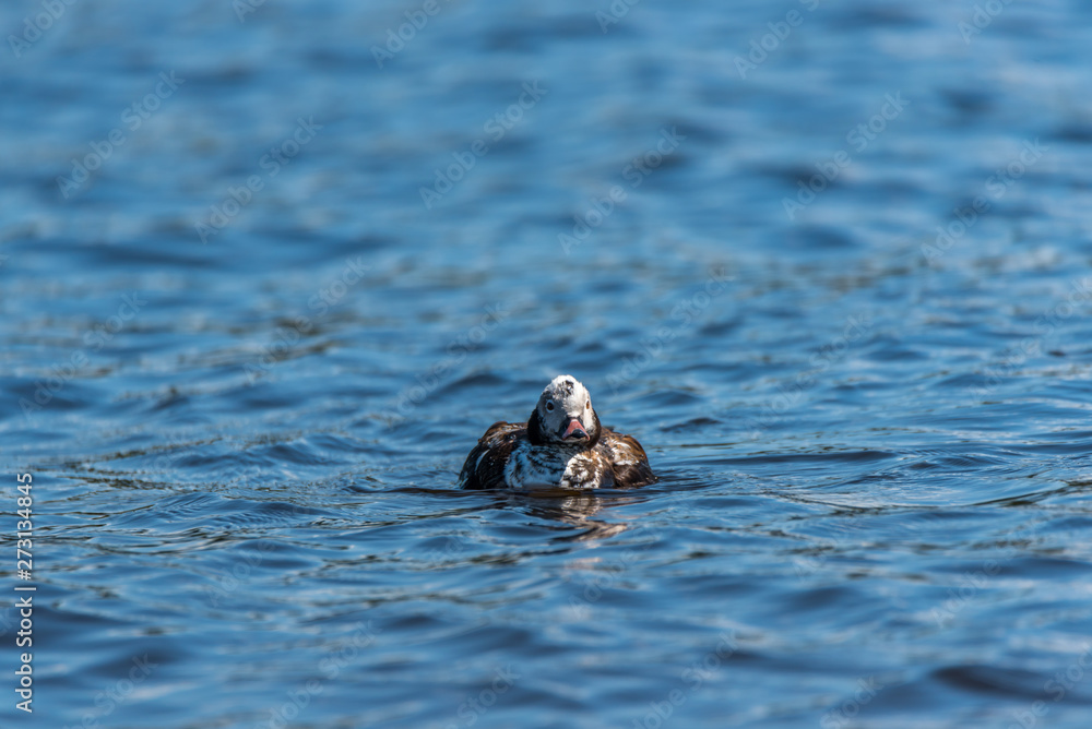 Fototapeta premium Long Tailed Duck on a River in Latvia