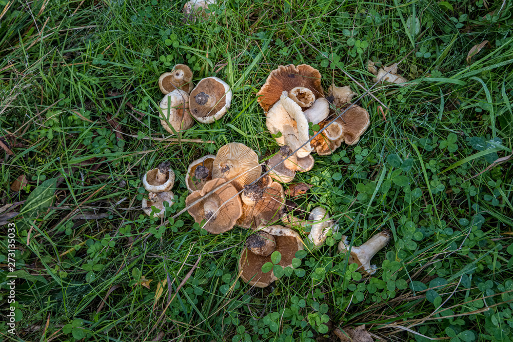 vegetables and mushrooms harvest on the ground in country house garden vegetables and mushrooms harvest on the ground in country house garden