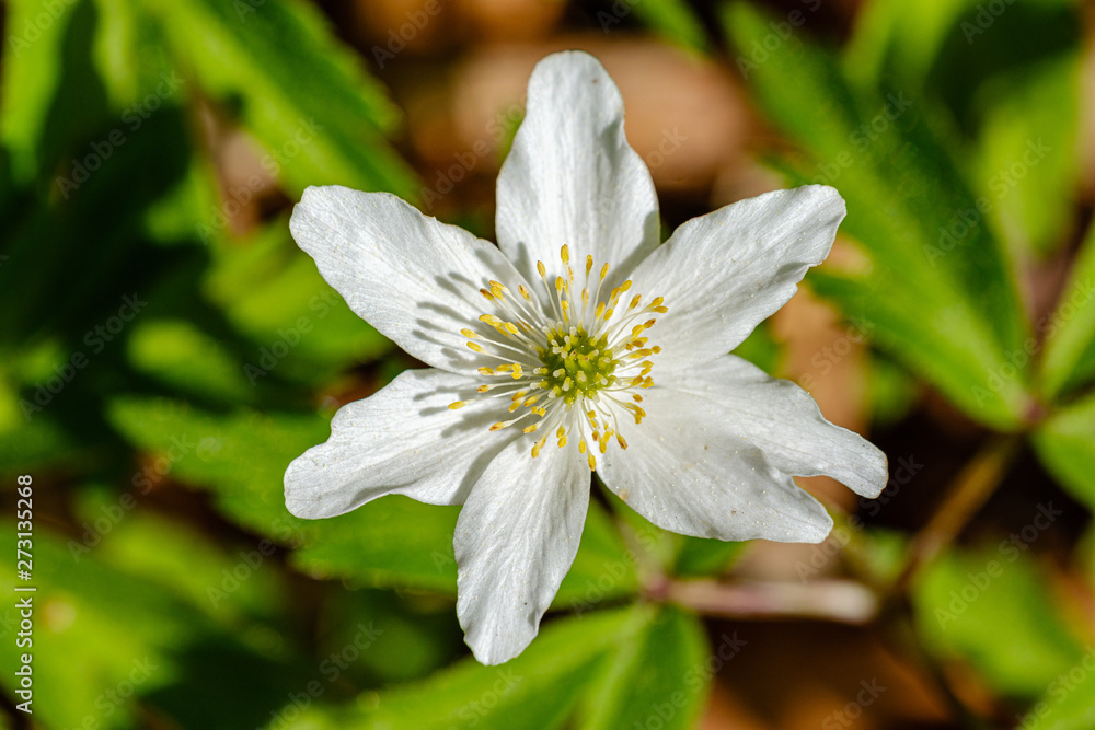 first spring flowers on the ground first spring flowers on the ground