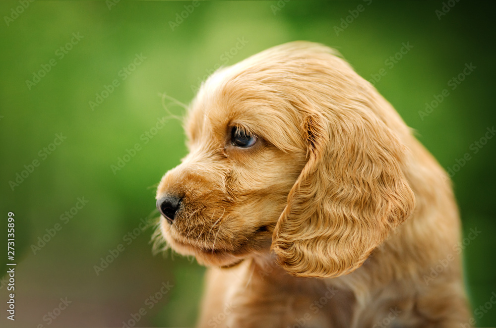 English Cocker Spaniel cute red puppies The first photoshoot kids