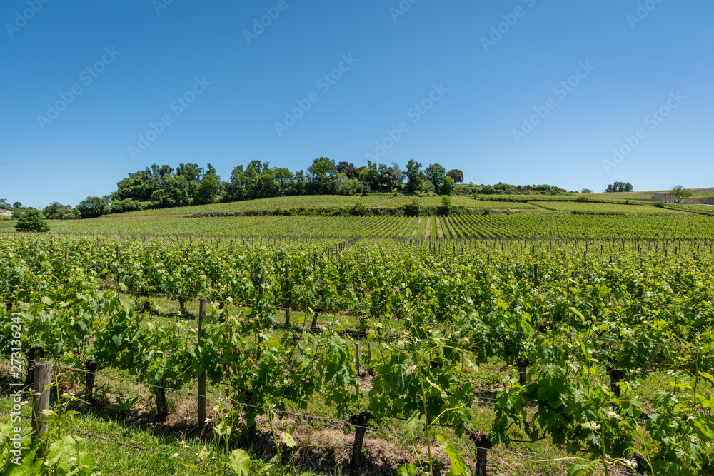 SAINT-EMILION (Gironde, France), vignes autour du village	
