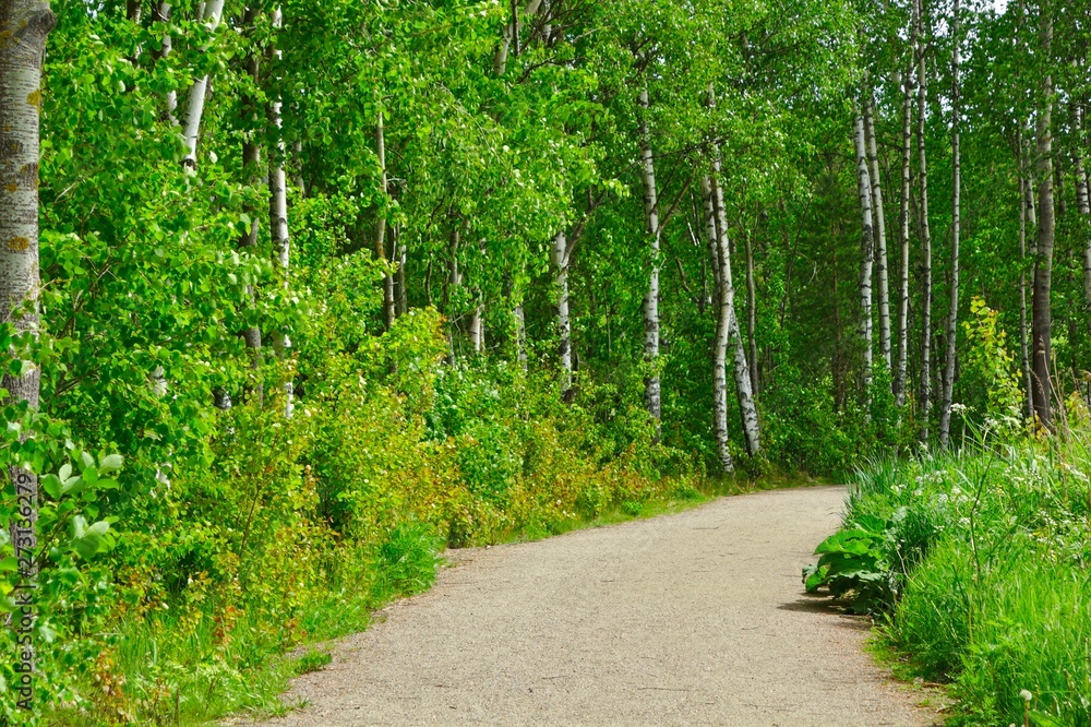 Obraz premium Birch path in forest