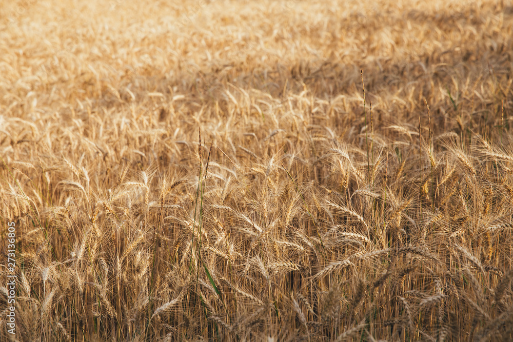 Landscape of wheat field at sunset after rain. Landscape of wheat field at sunset after rain.