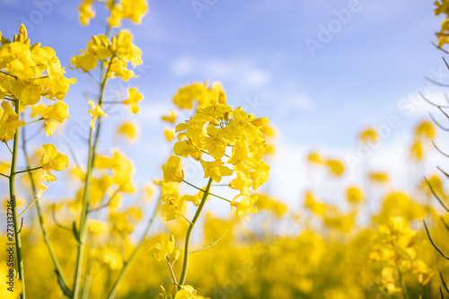 菜の花