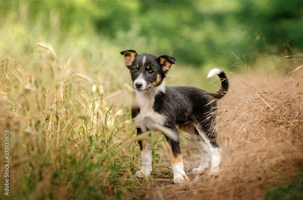 purebred puppy a wonderful walk in the morning forest cute cheerful dog